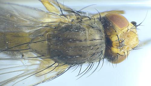 Pegomya sp.